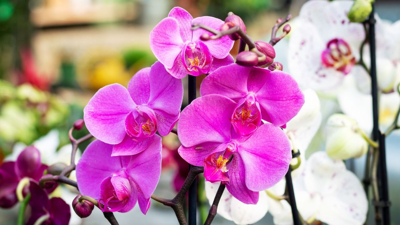 Orchids