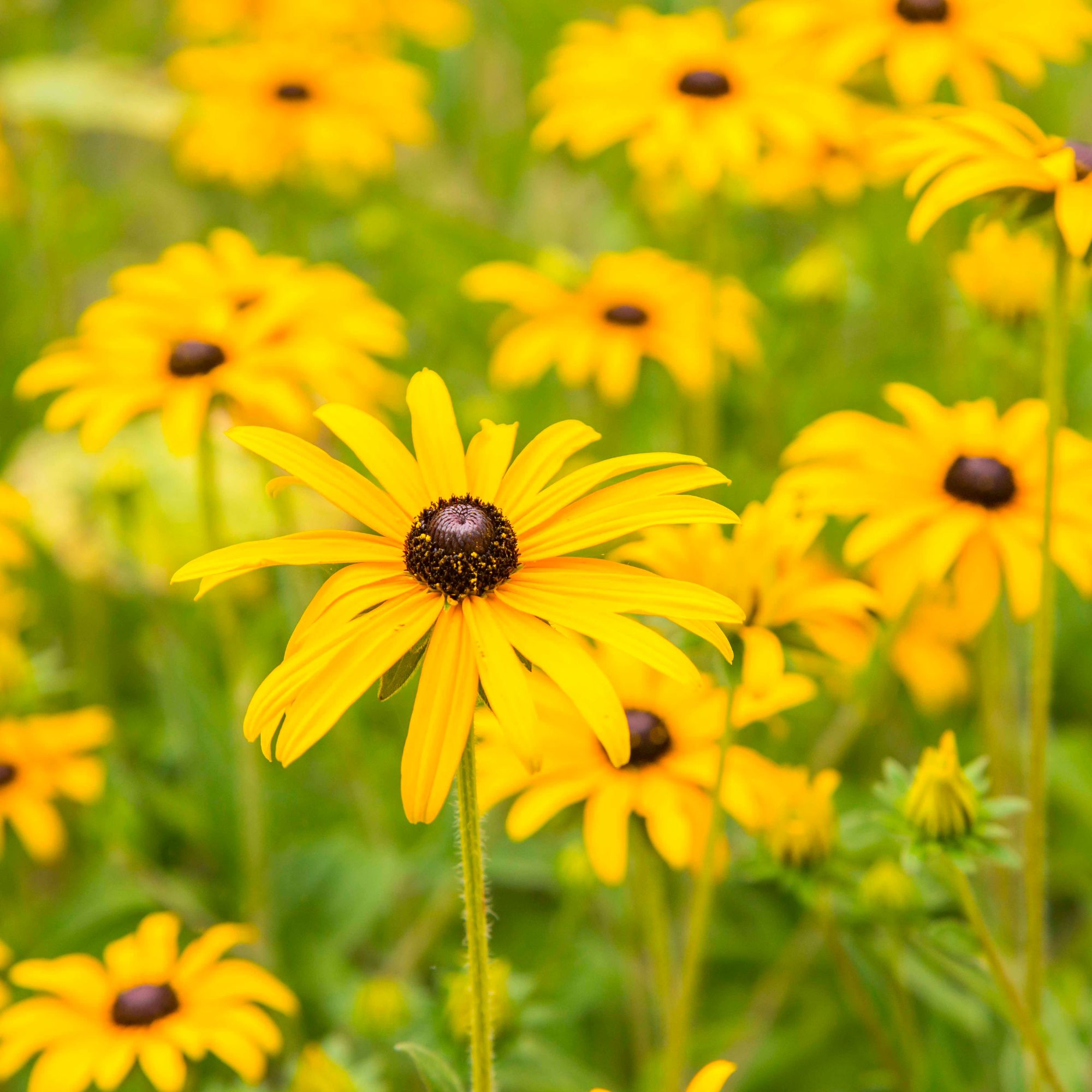 yellow calendula in garden