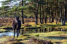 A New Forest pony. Credit: Getty