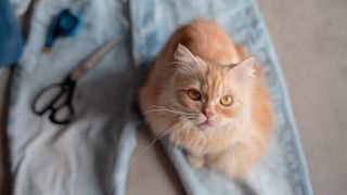 Kitten sitting on pair of old blue jeans next to scissors