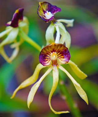 Clamshell orchid flowers