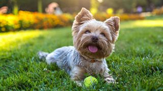 Yorkshire terrier sitting in the grass