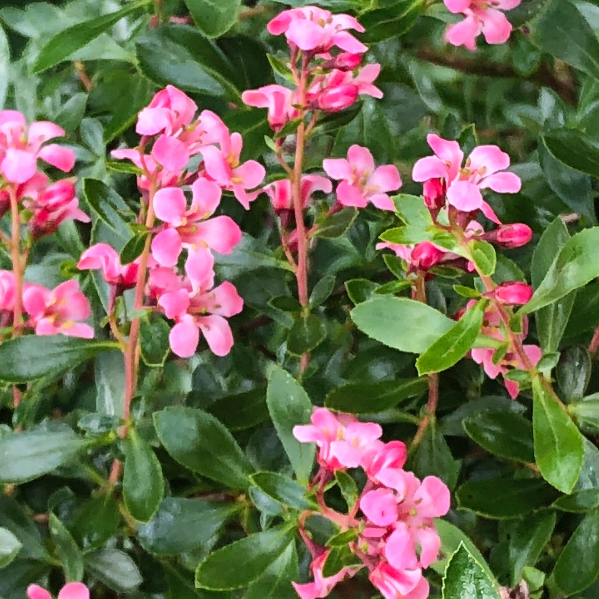 garden shrub Escallonia
