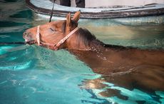 Can horses swim? This racehorse looks to be enjoying his time in the pool demonstrating how well horses can swim.
