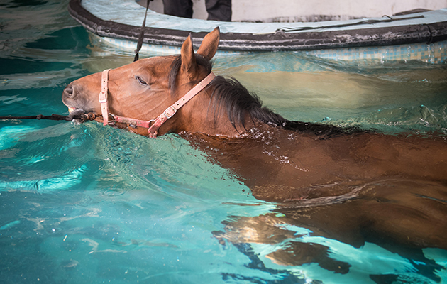 Can horses swim? This racehorse looks to be enjoying his time in the pool demonstrating how well horses can swim.