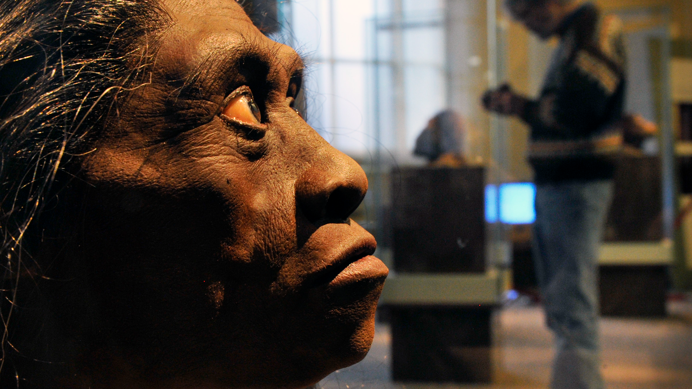 a reconstruction of a H. floresiensis woman looking into the distance