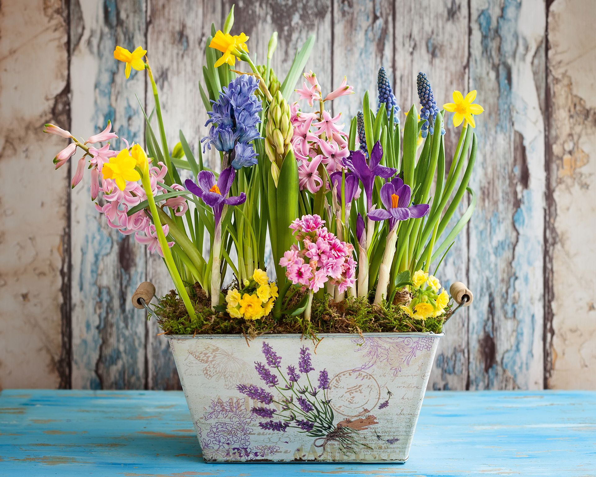 Planter brimming with colorful spring bulbs and moss