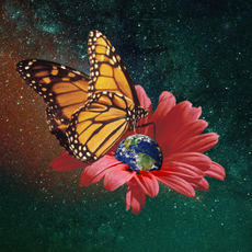 Butterfly, Earth