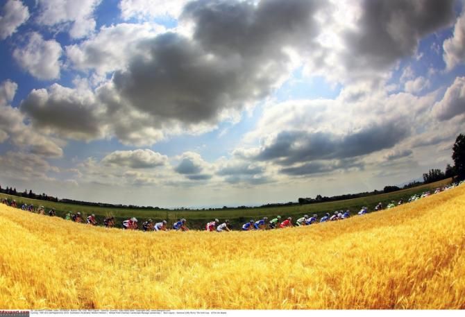 The peloton passes a wheat field