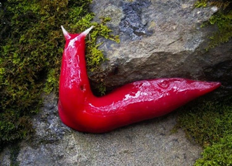 Fluorescent Pink Slug at Australia’s Mount Kaputar