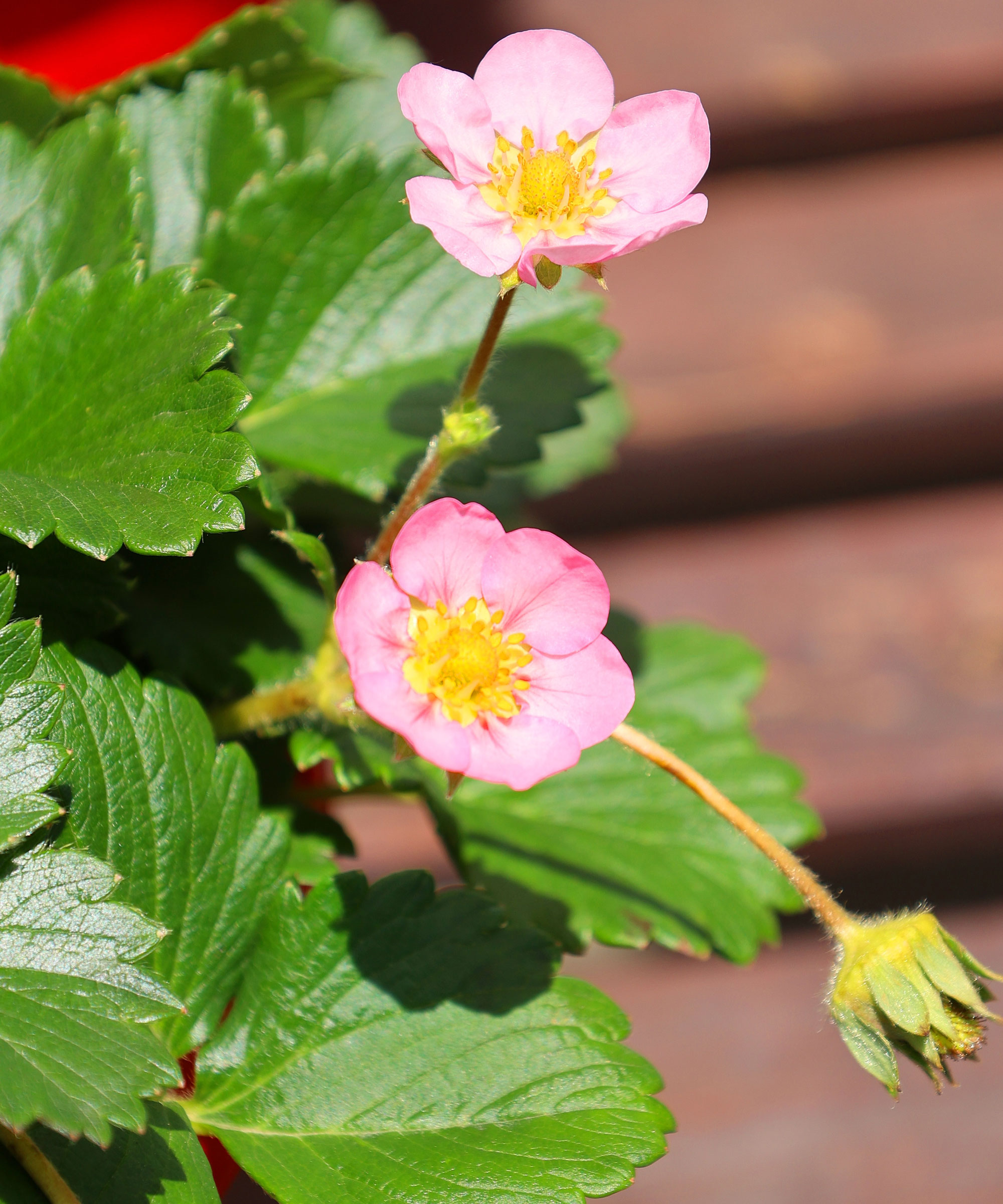 strawberry plant with pink flowers
