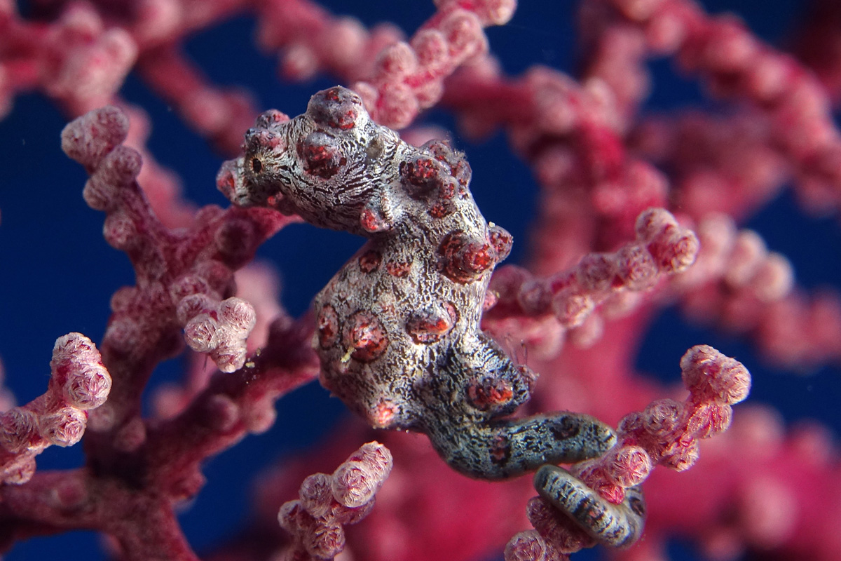 animal camouflage