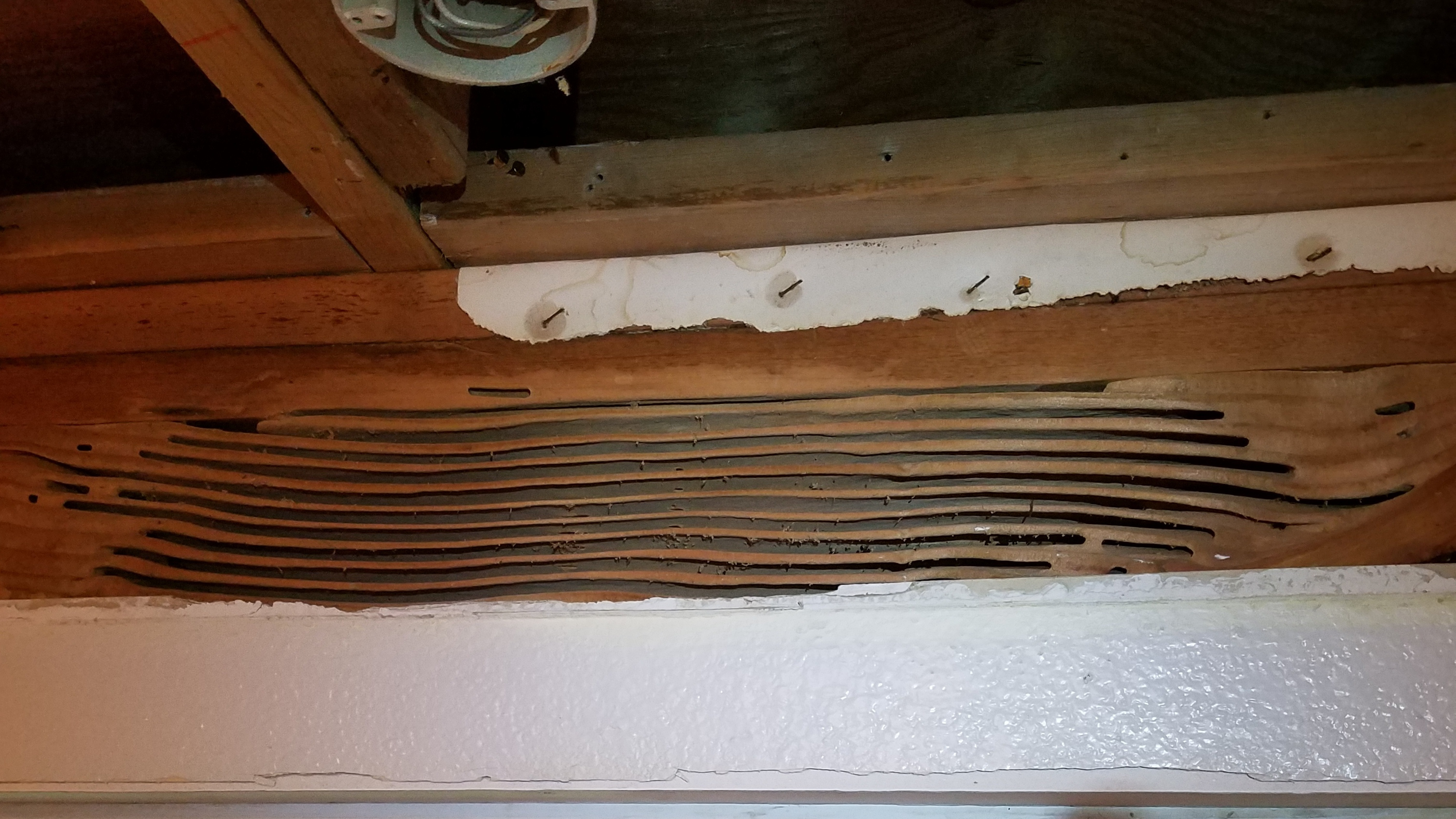 carpenter ant damage