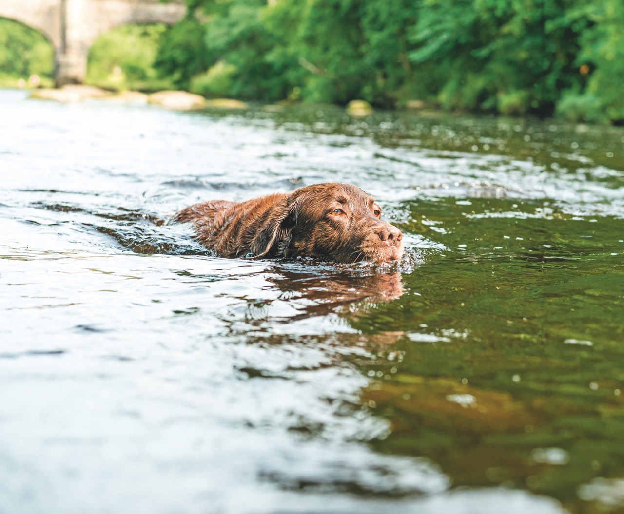 A chocolate Labrador swims through a calm river, its head just above the water, with green foliage and a stone bridge blurred in the background.
