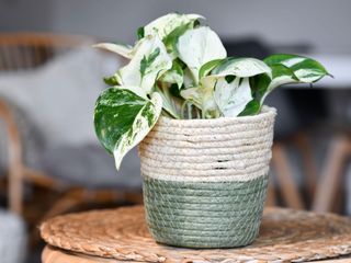 Manjula pothos plant in woven plant pot on woven mat