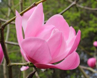pink flower of 'Diva' Magnolia, also known as Magnolia Sprengeri 'Diva'