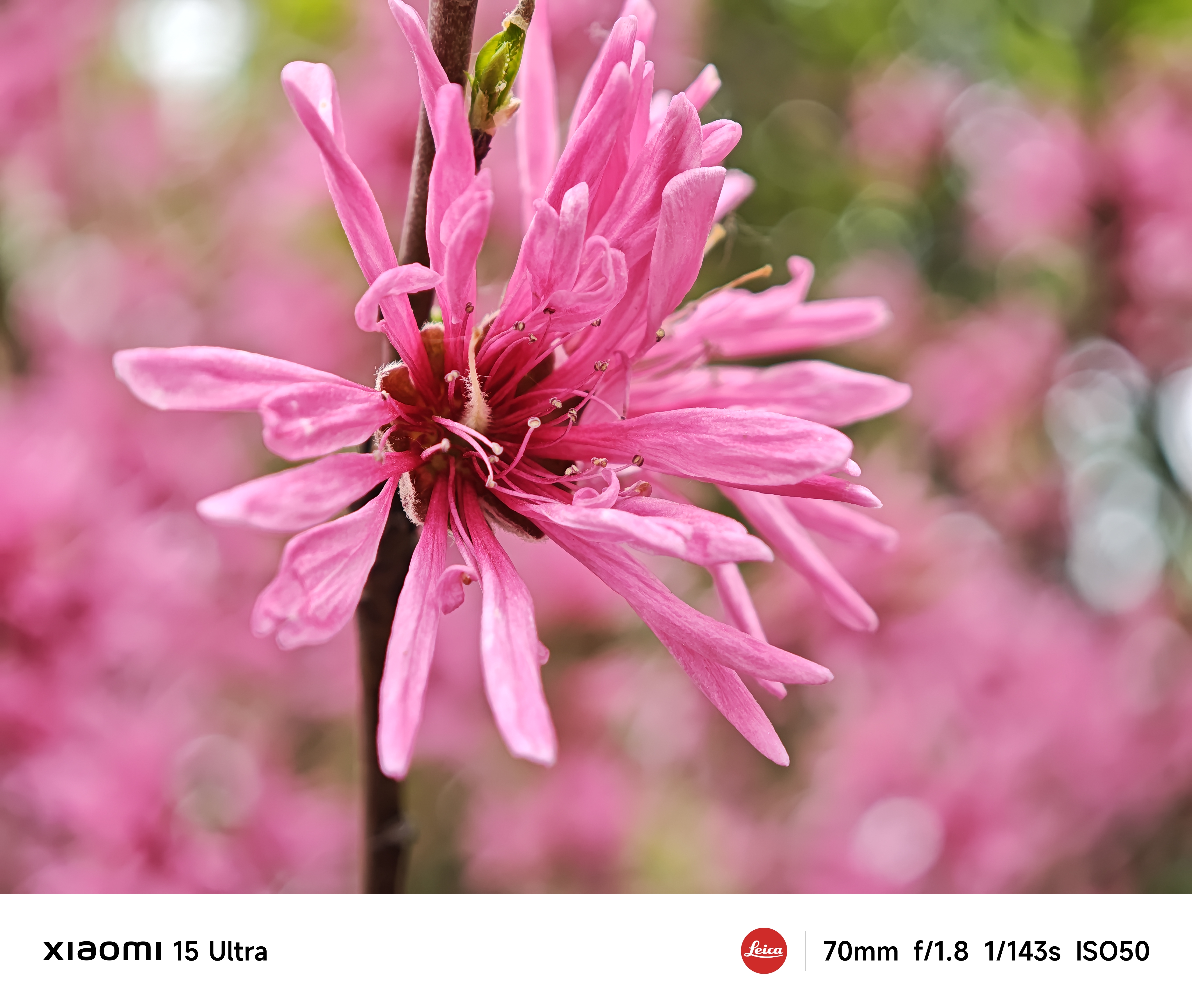 Close up of a pink flower