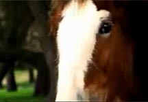 cyldesdale-video.jpg