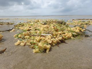 Sea Waste