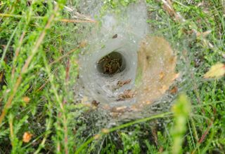 A funnel weaver lies in wait deep within her funnel.