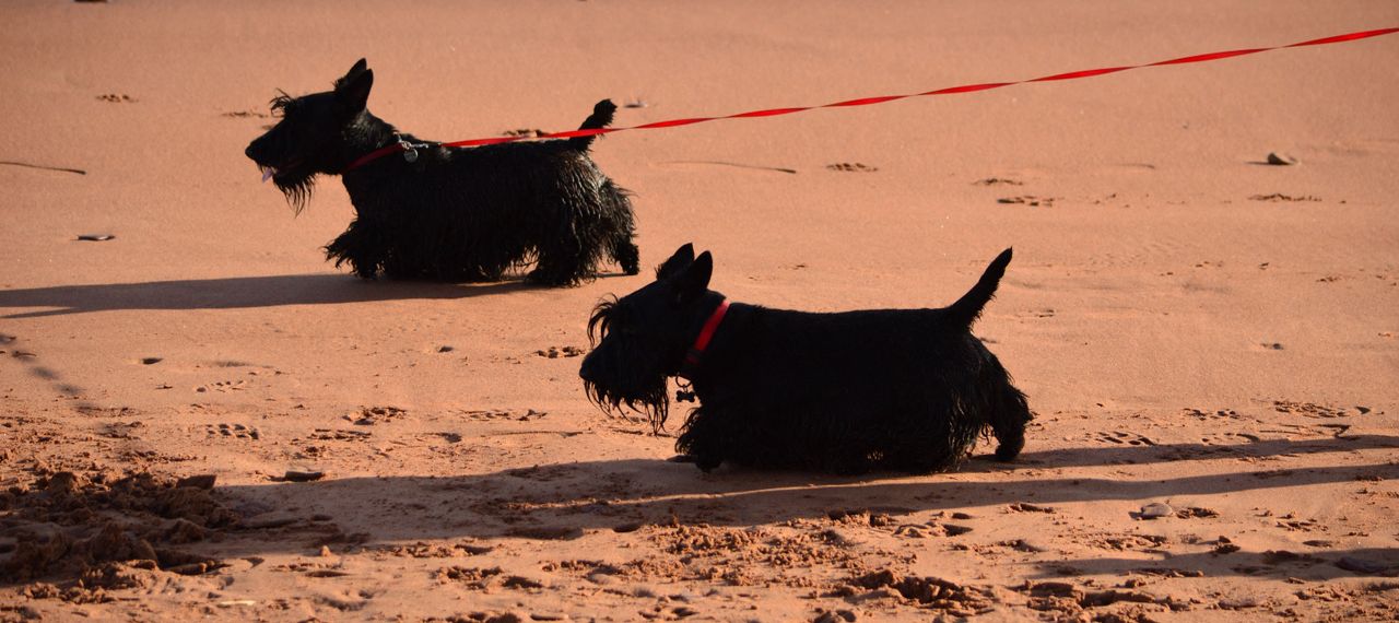 two Black Scottie Dogs trotting along on sandy beach