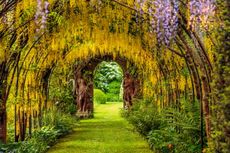 The Laburnum x watereri tunnel is underplanted with lush ferns. Credit: Clive Nichols