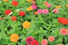 Orange Red And Pink Zinnia Flowers