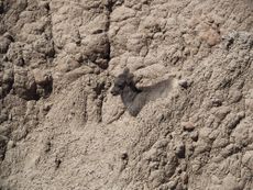 bighorn sheep in Badlands National Park.