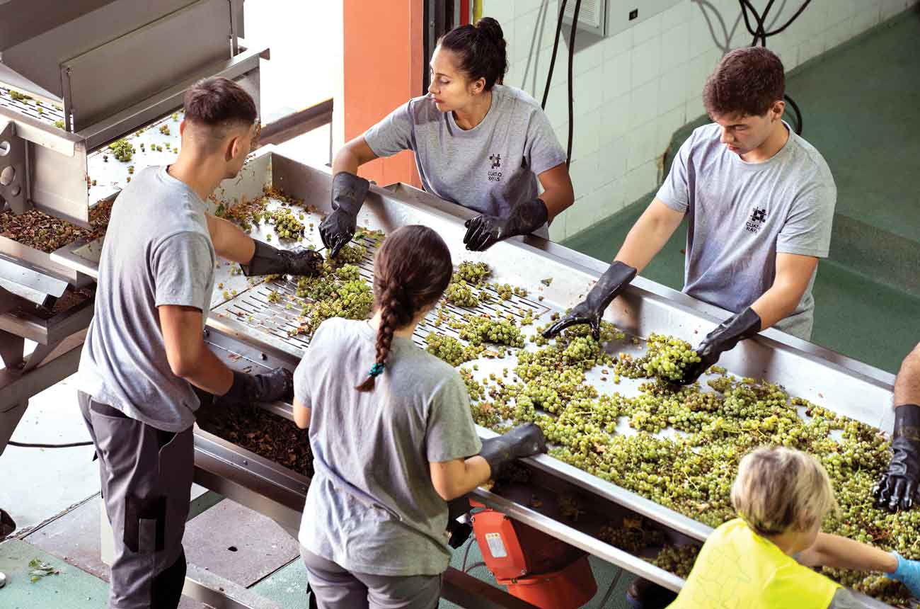 sorting grapes Bodega Cuatro Rayas cooperative in La Seca