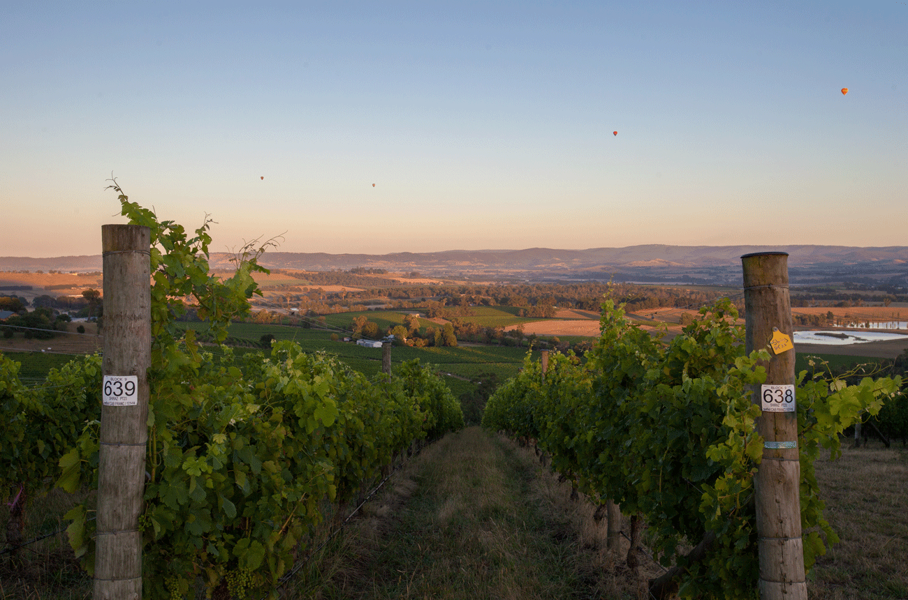 Sexton Vineyard &amp;ndash; Giant Steps