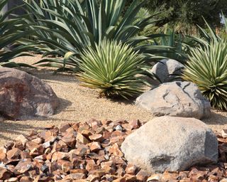 Xeriscaped yard with succulents