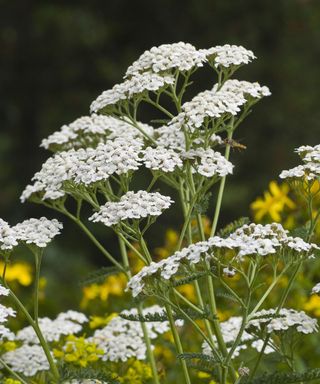 common yarrow, achillea millefolium with delicate white flower heads in a border