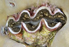 Marie Claire Health News: Mollusc