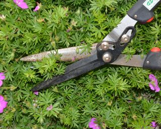 Using shears to deadhead and trim hardy geraniums