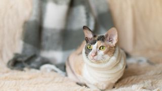 Cornish rex cat