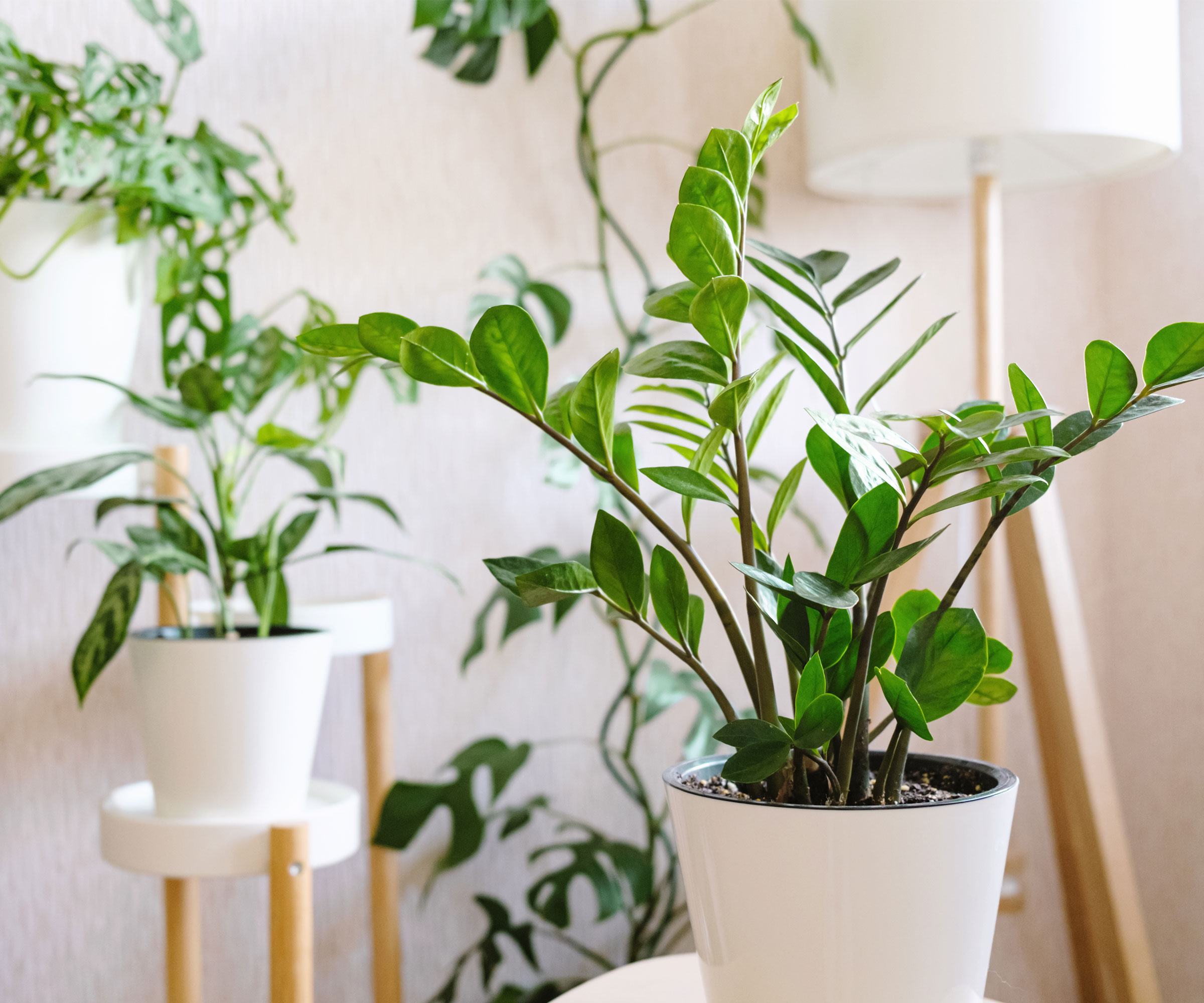 zz plant in white pot in living room with other houseplants