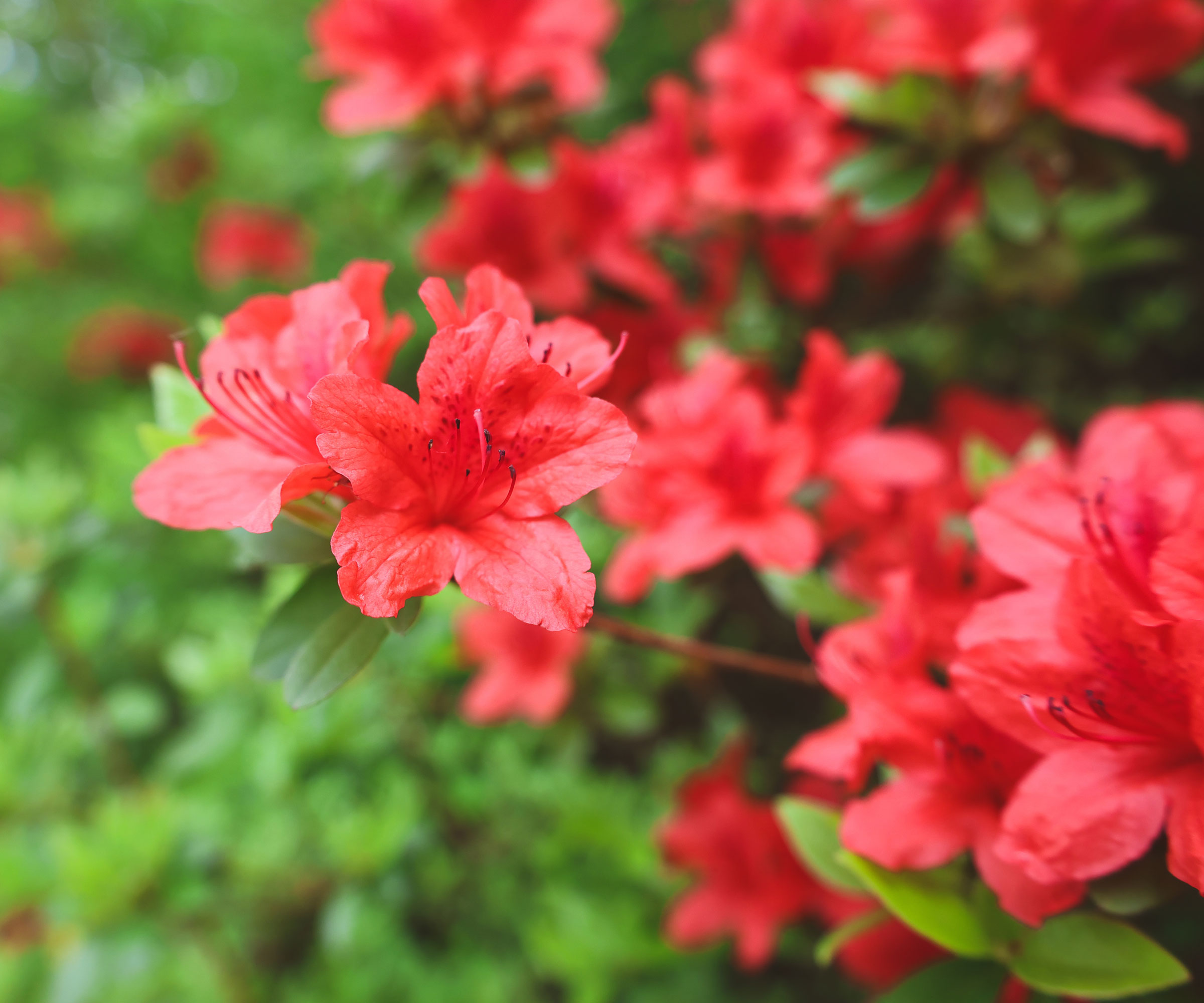azalea shrub with red flowers