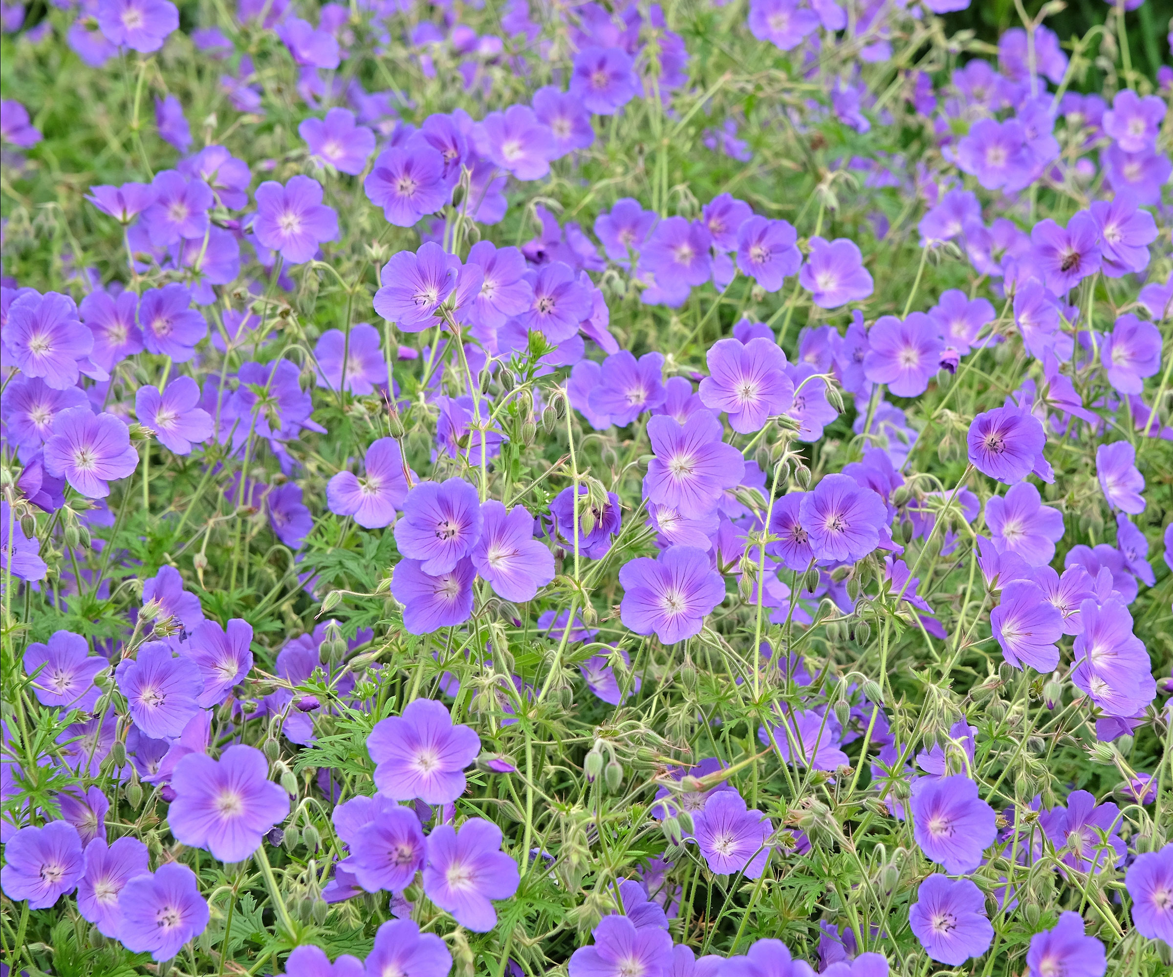 purple hardy geranium Orion flowers in garden border