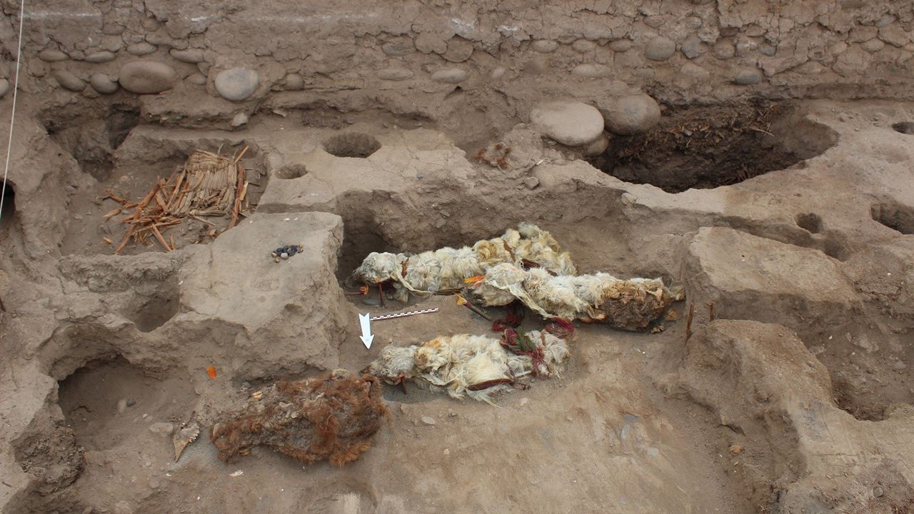 Archaeologists found the naturally mummified llamas at the Inca site of Tambo Viejo.