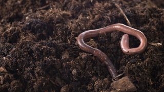 earth worm in dirt