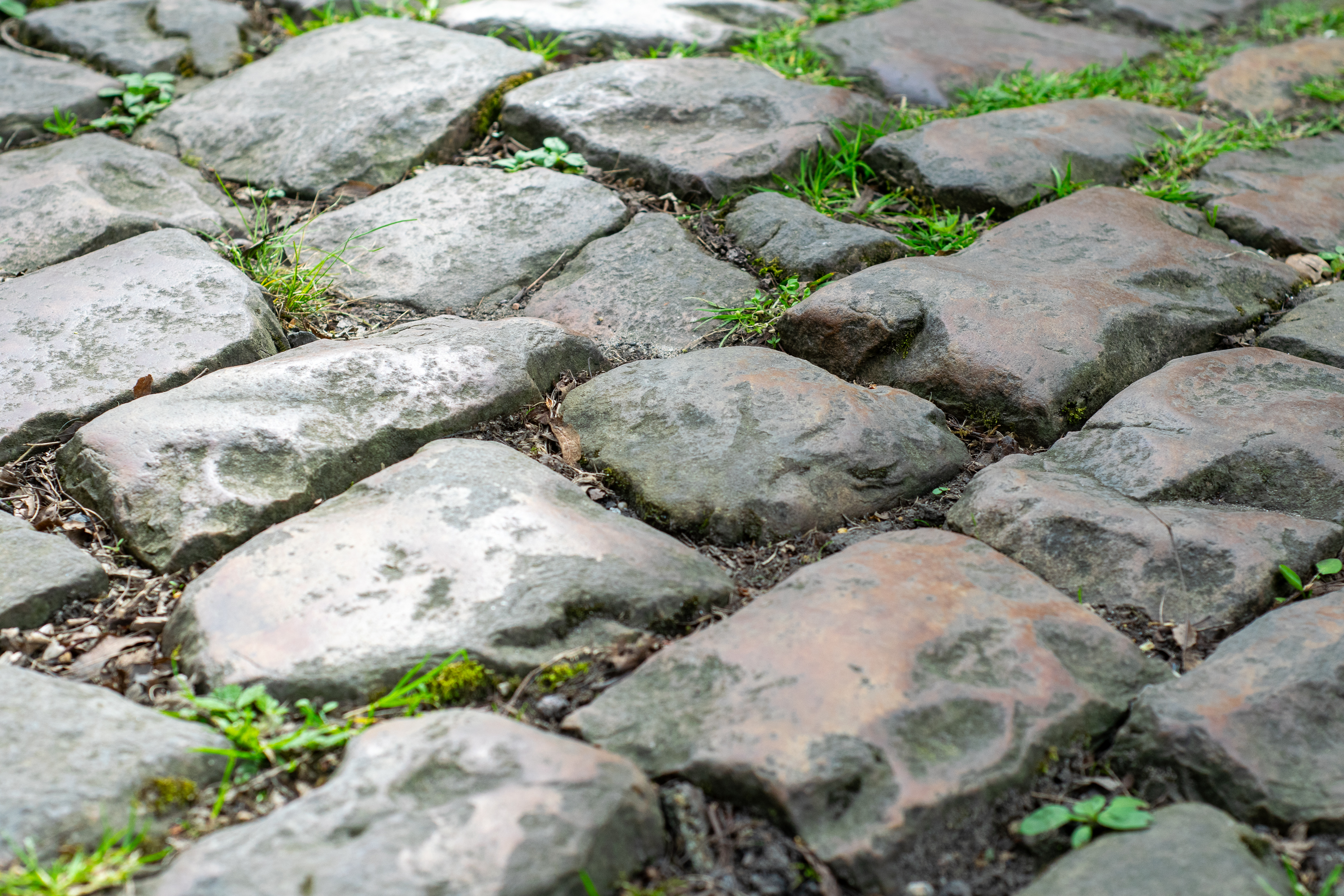 Paris-Roubaix cobblestones at the forest of Arenberg