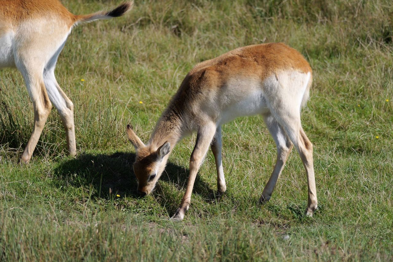 Deer shot on Panasonic Lumix G9 II