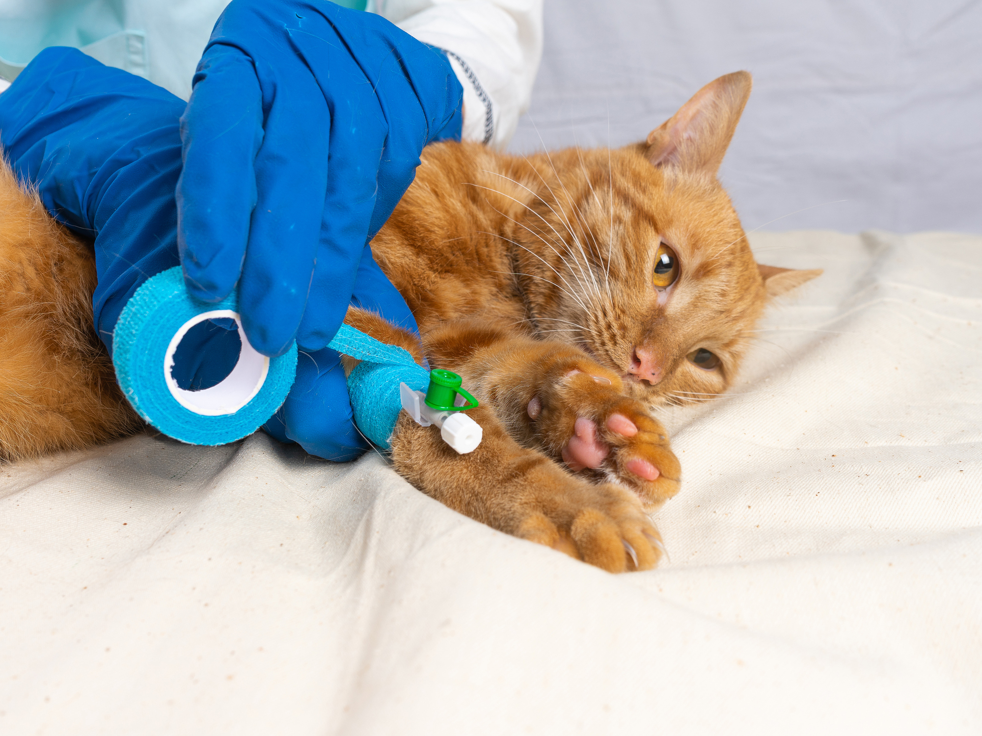 A bright red cat was put on a catheter. The veterinarian fixes the catheter with a Band-aid.