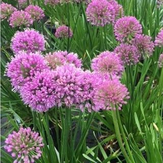 Amazon Allium Summer Beauty