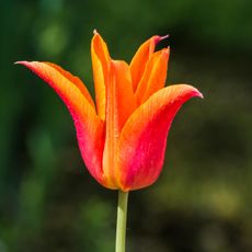 Tulip Ballerina Bloom.