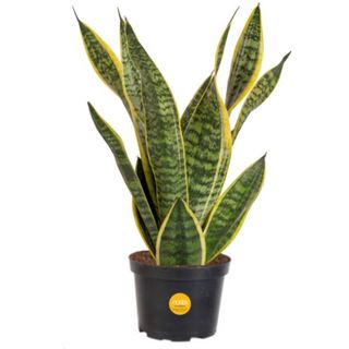 Snake Plant in a plastic pot on a white background 
