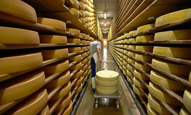 Gruyere cheese making