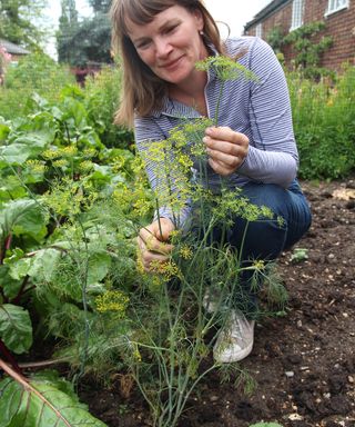 woman looking at dill plants