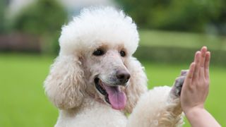 Poodle giving person a high five