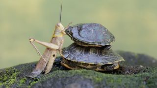 Two turtles preying on grasshopper